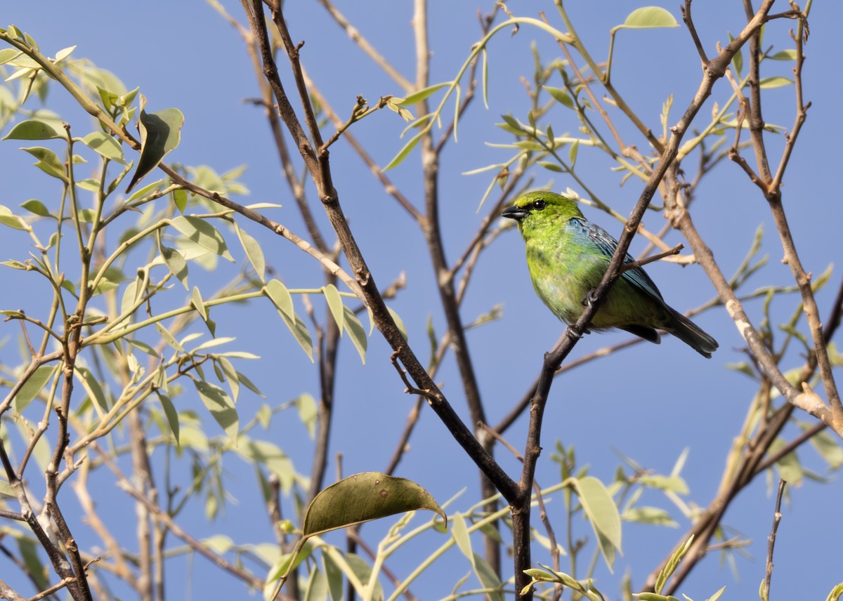 Dotted Tanager - ML638067880
