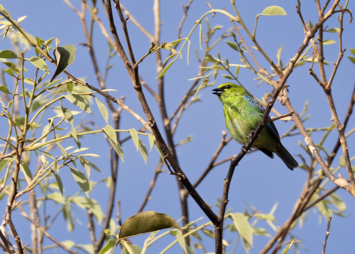 Dotted Tanager - ML638067881