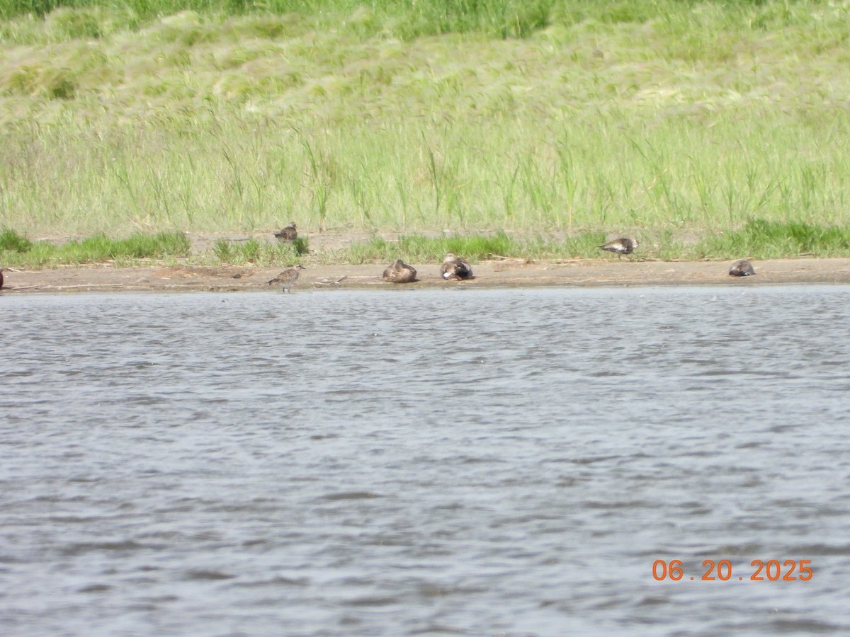 Piviere americano - ML638067895