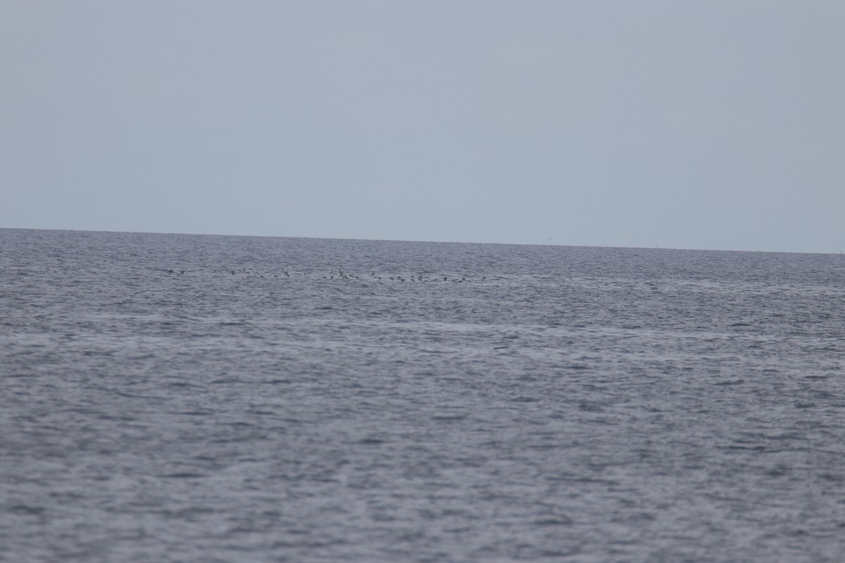 Yelkouan Shearwater - ML638067917