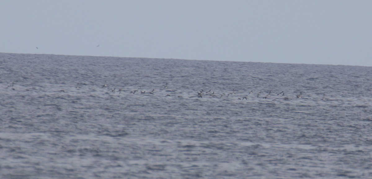 Yelkouan Shearwater - ML638067945