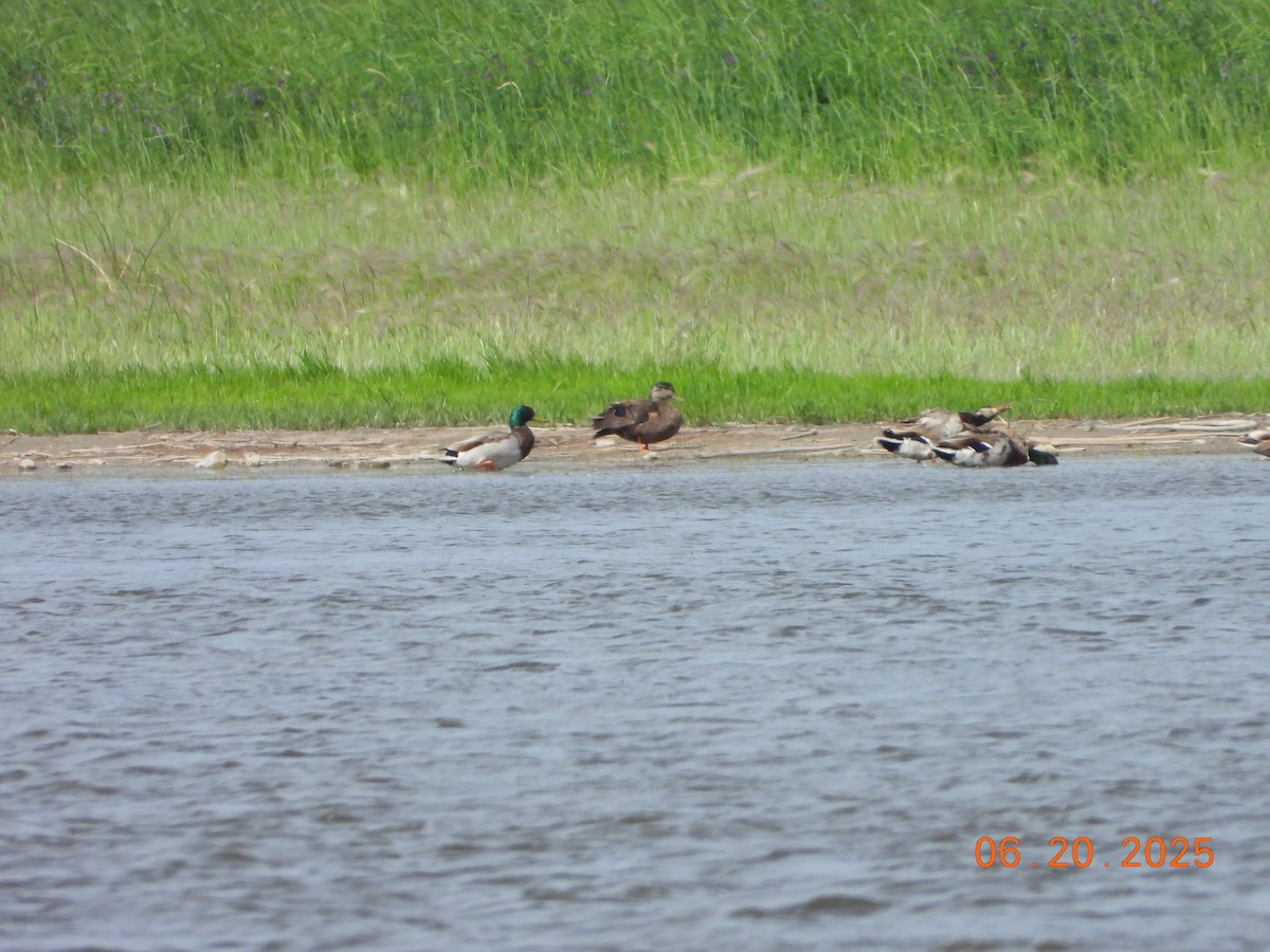 American Black Duck - ML638067962