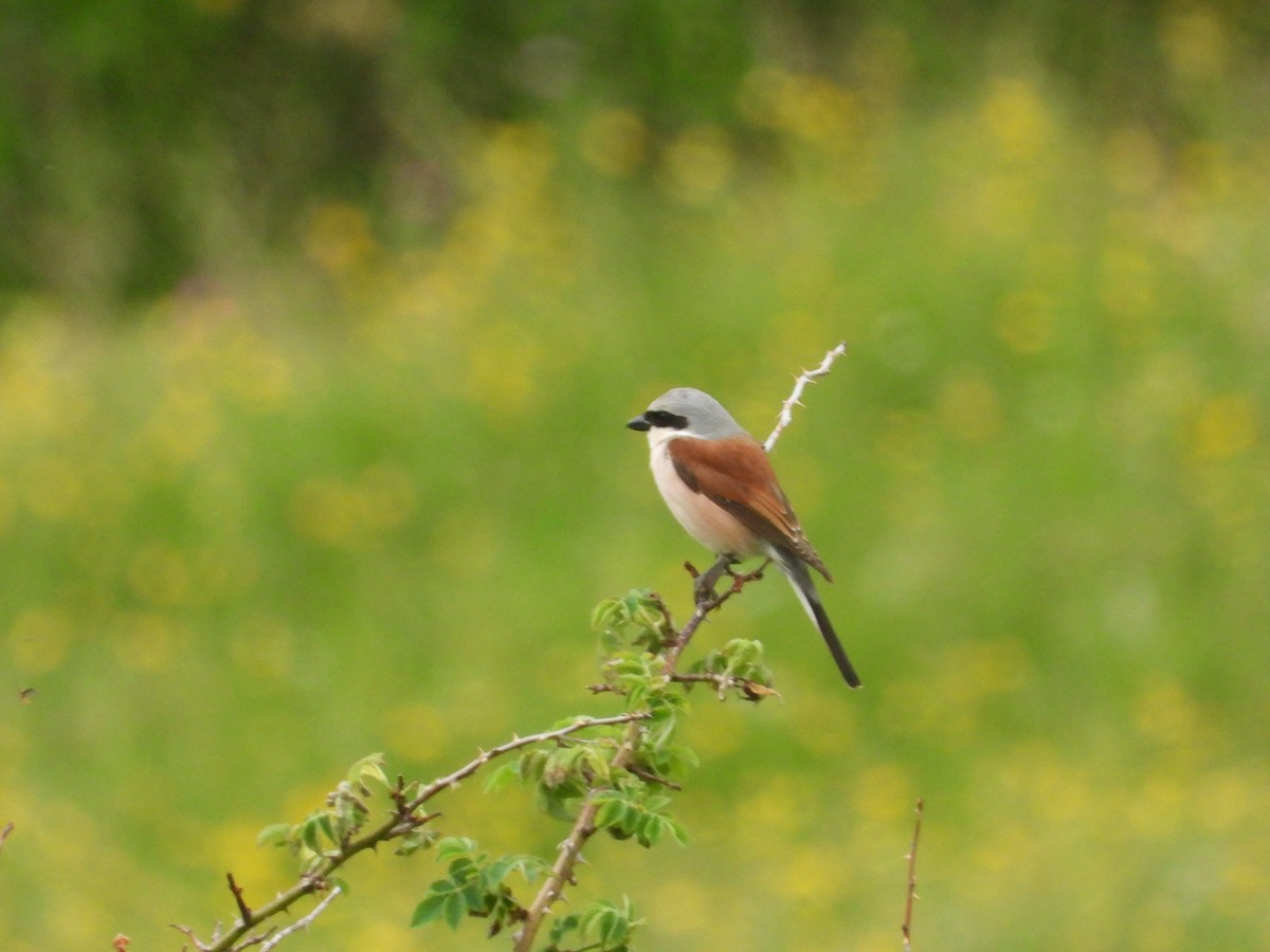 Red-backed Shrike - ML638067965