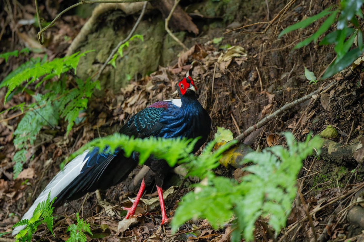 Swinhoe's Pheasant - ML638067998