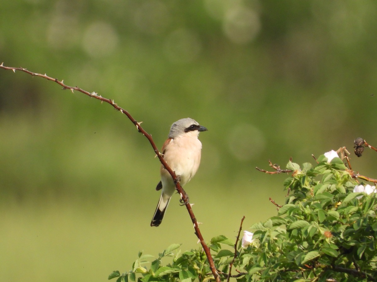 Red-backed Shrike - ML638068077