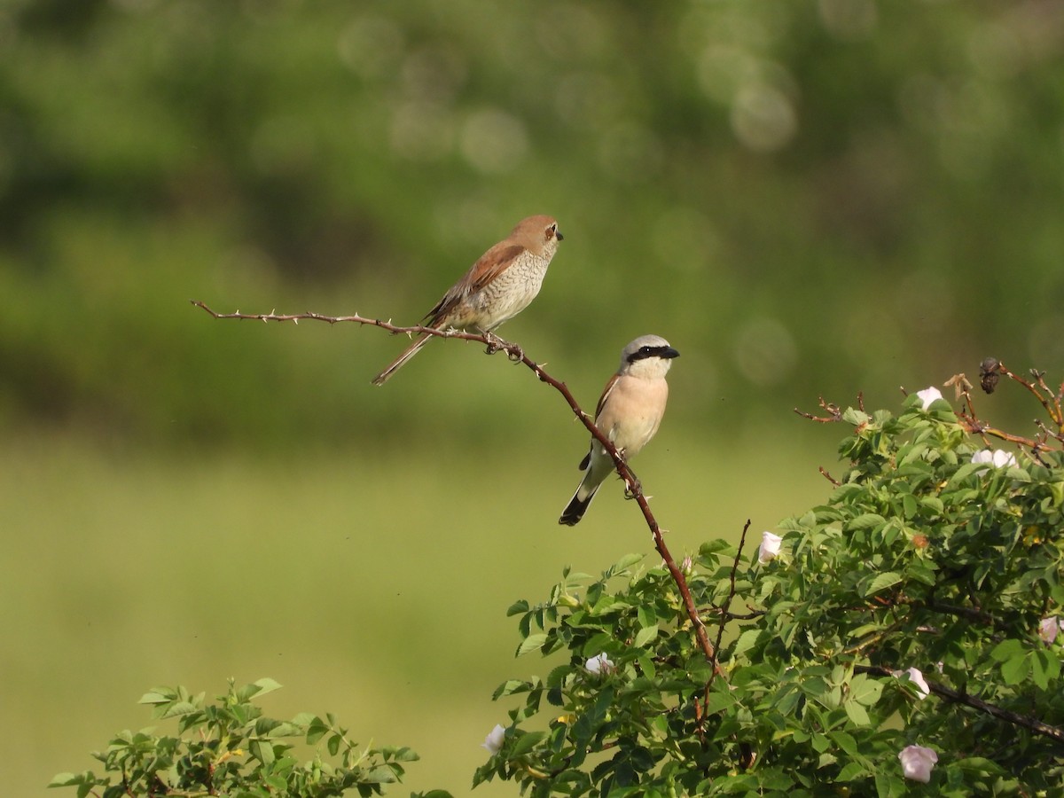 Red-backed Shrike - ML638068079