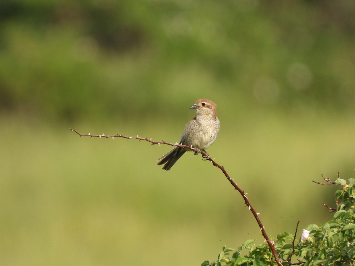 Red-backed Shrike - ML638068080