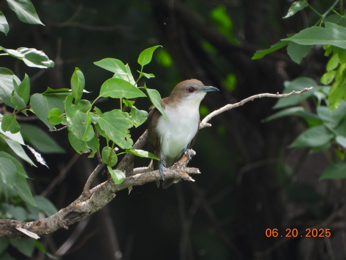 Cuculo occhirossi - ML638068083