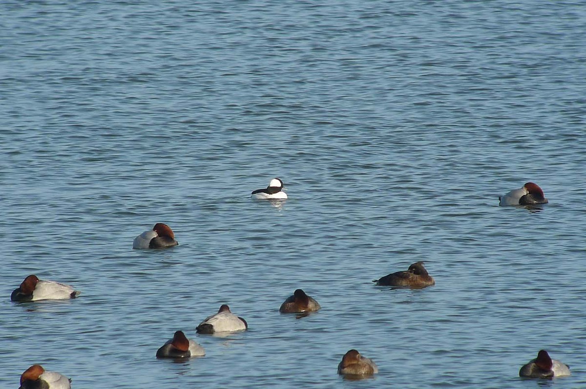 Bufflehead - ML638068113