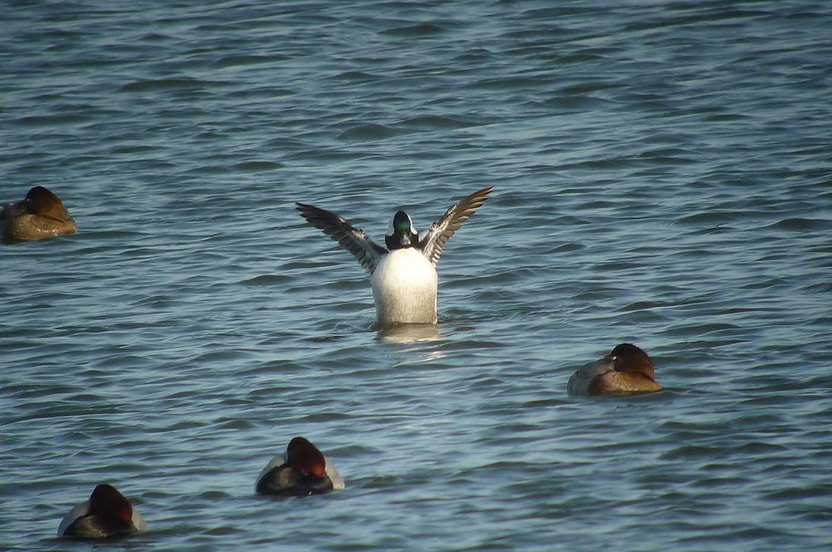 Bufflehead - ML638068114