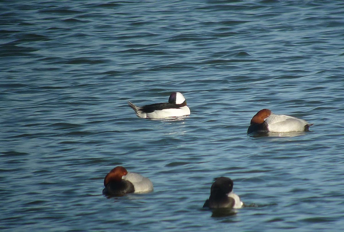 Bufflehead - ML638068116
