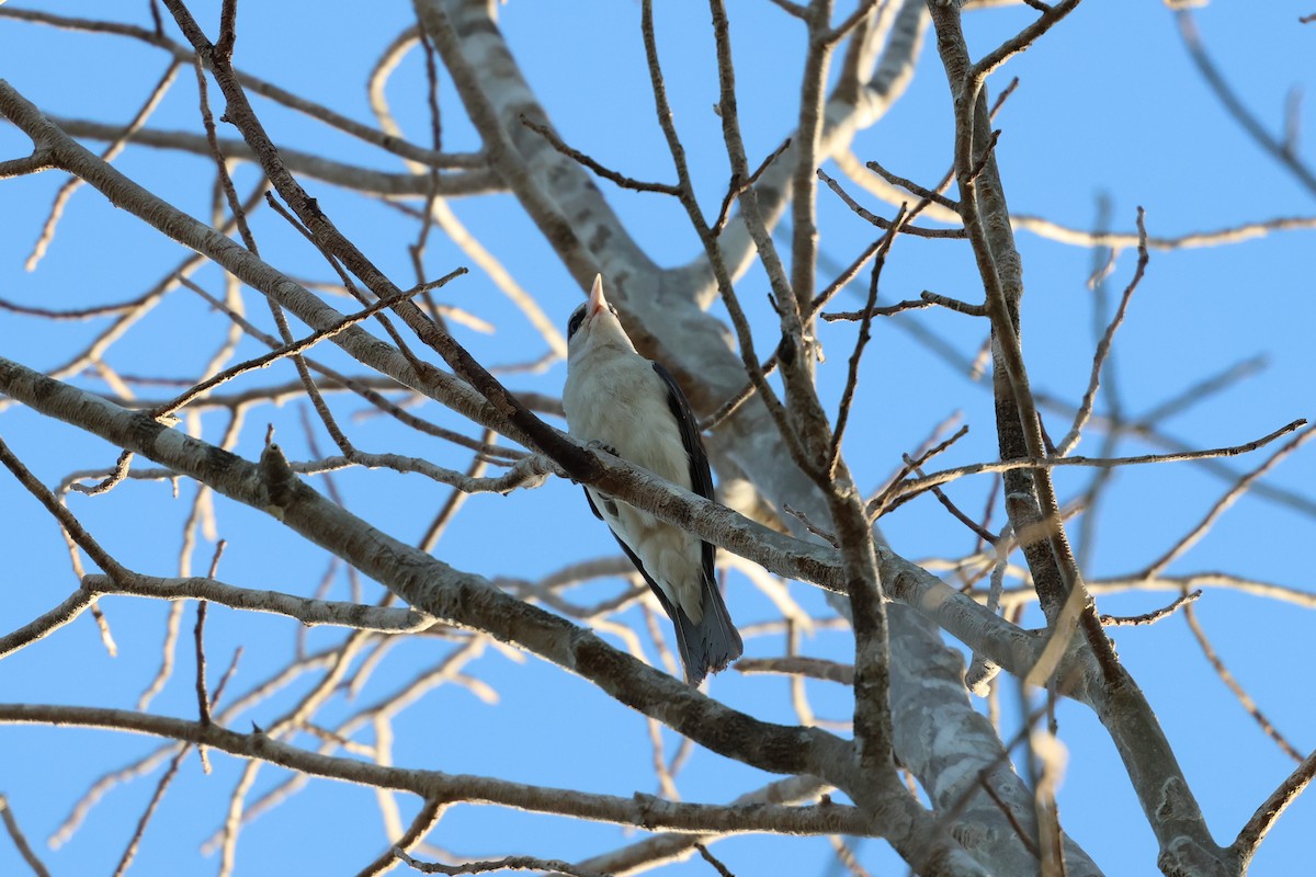 White-headed Vanga - ML638068117