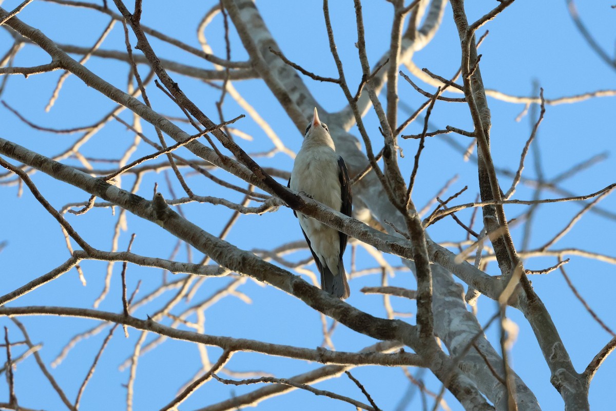 White-headed Vanga - ML638068123