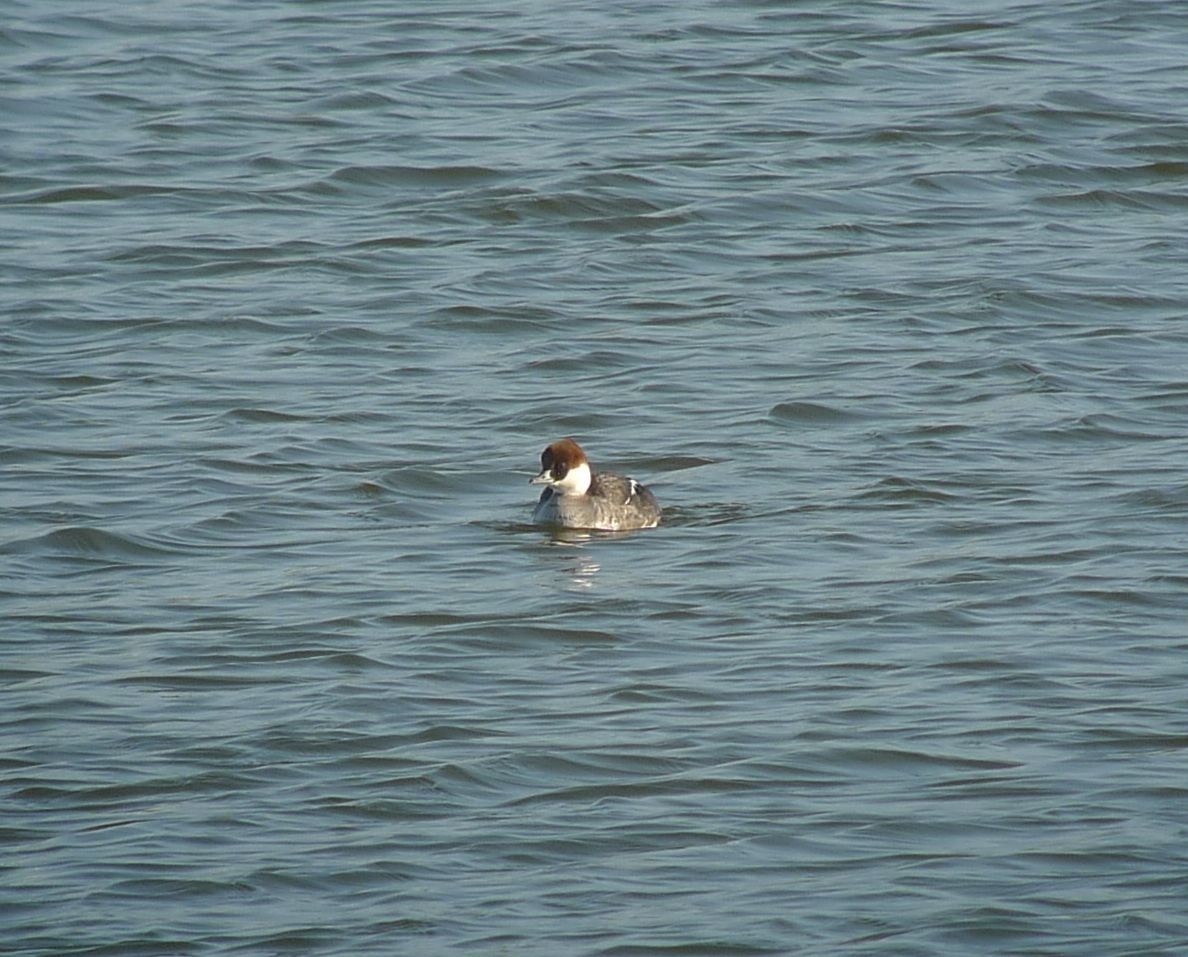 Smew - ML638068143