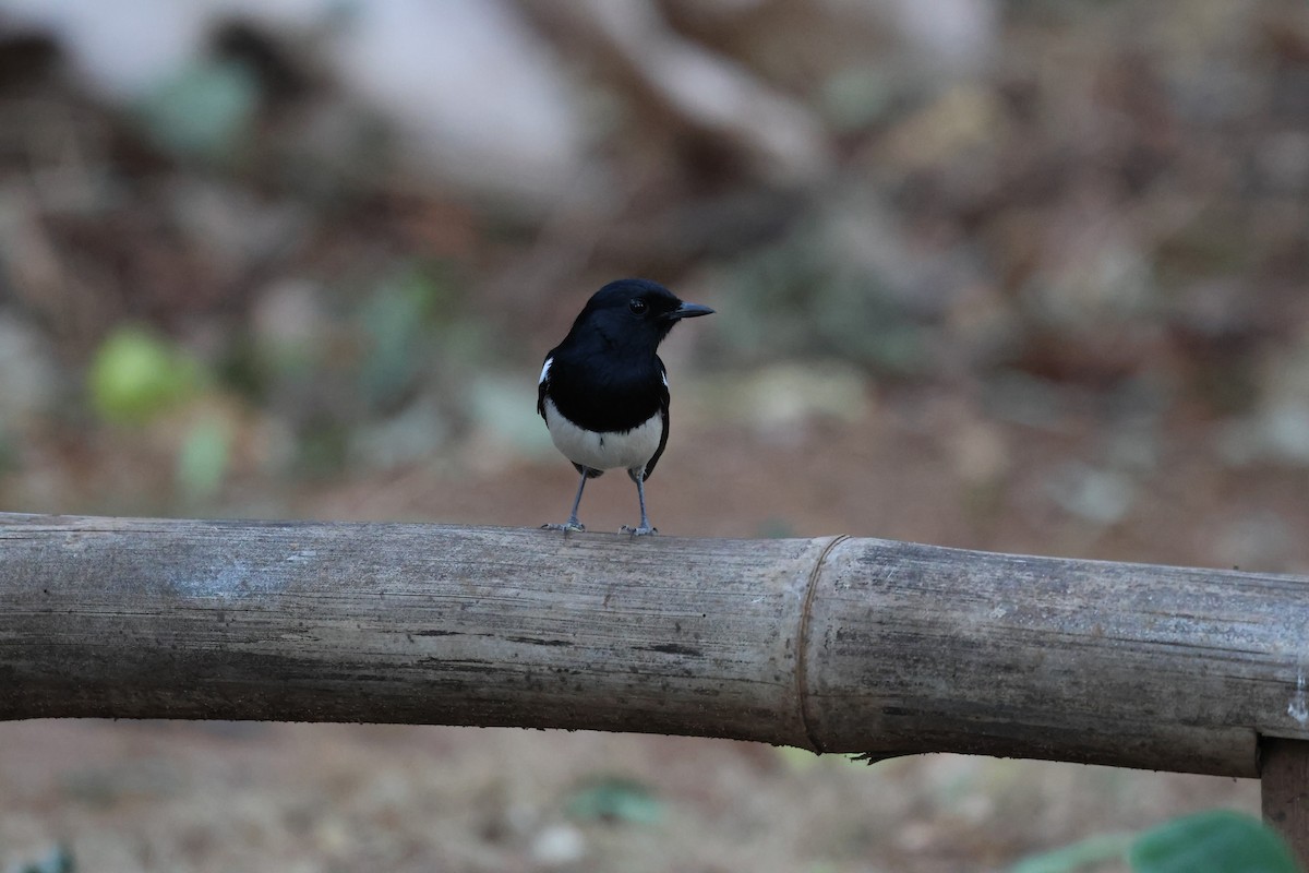 Madagascar Magpie-Robin - ML638068163