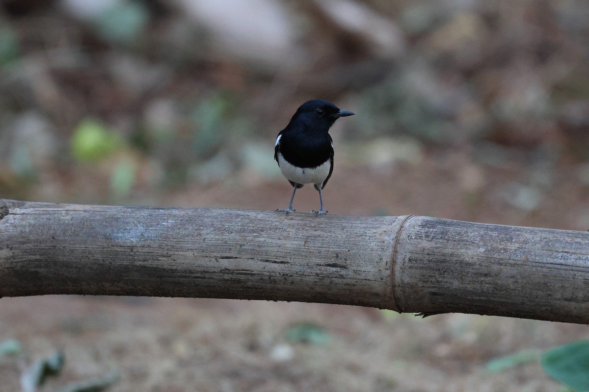 Madagascar Magpie-Robin - ML638068170