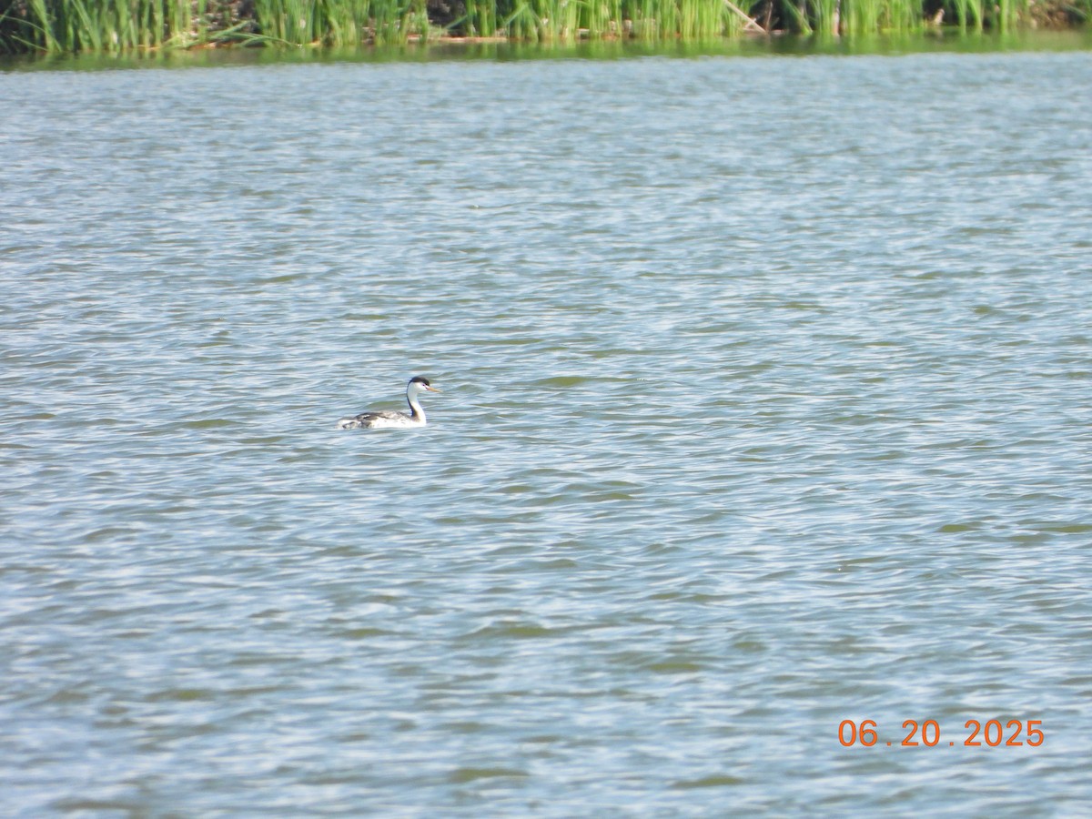 Clark's Grebe - ML638068181
