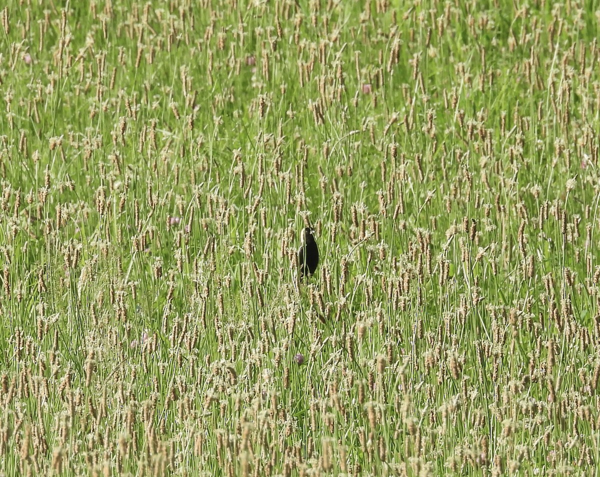 Bobolink - ML638068189