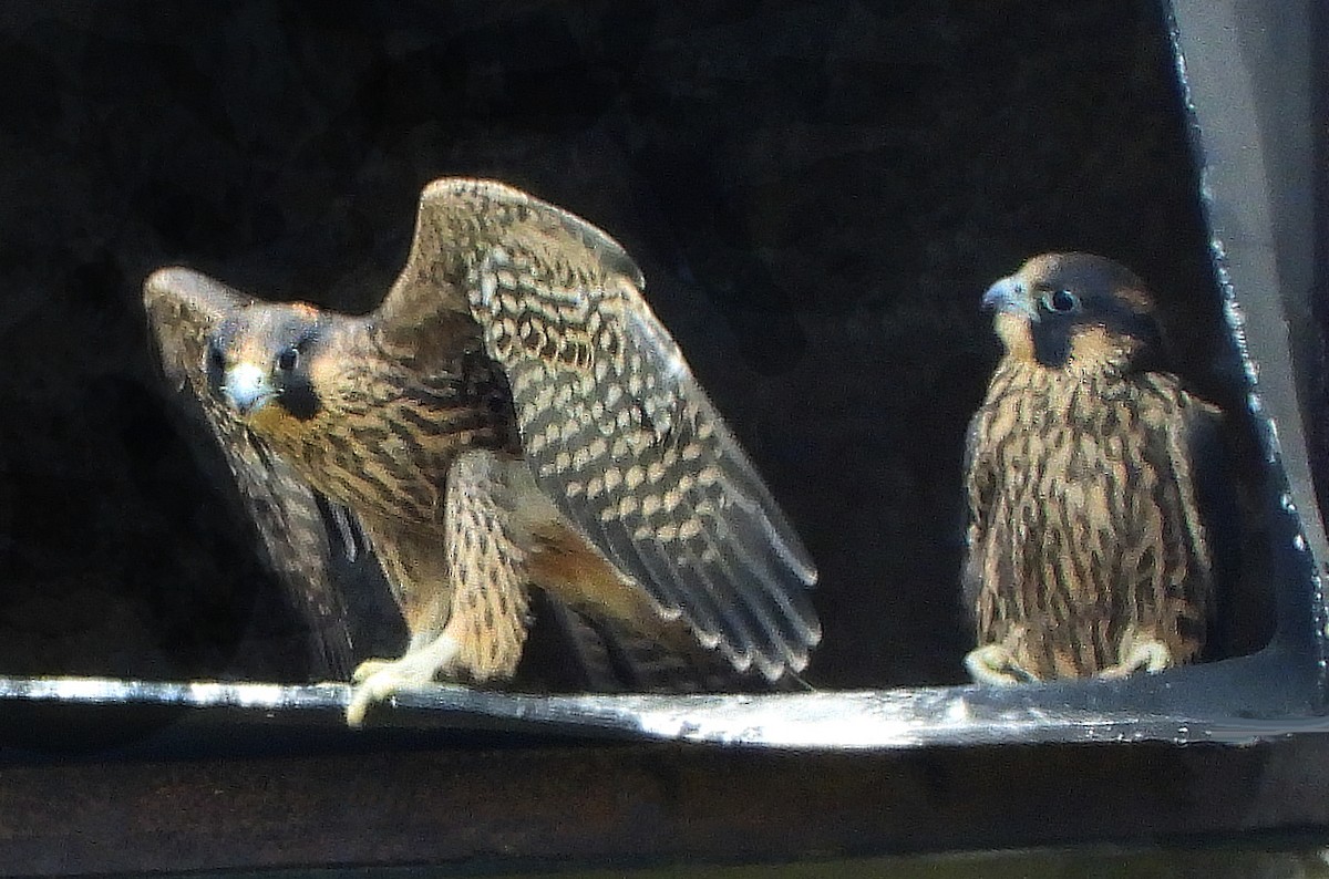 Peregrine Falcon - ML638068193