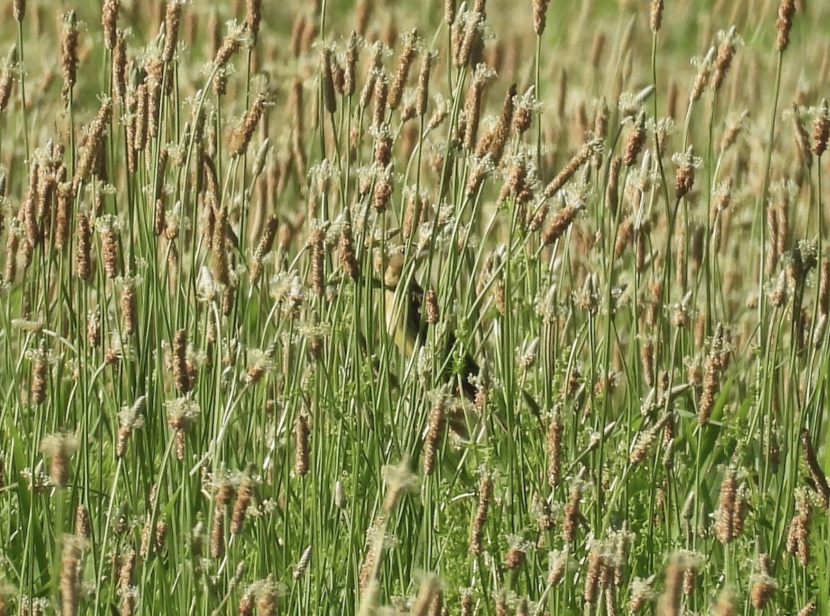 Bobolink - ML638068207