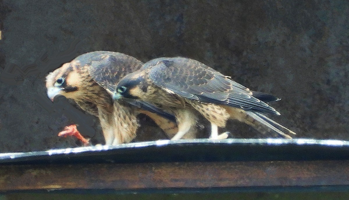 Peregrine Falcon - ML638068208