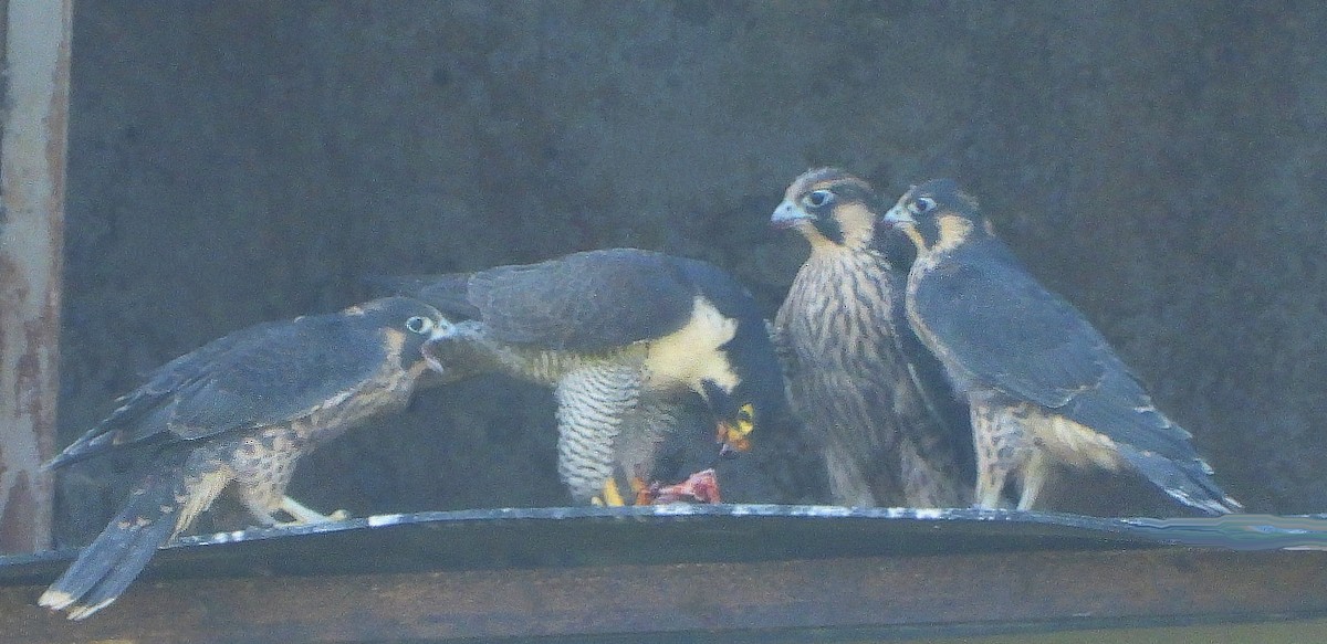 Peregrine Falcon - ML638068217