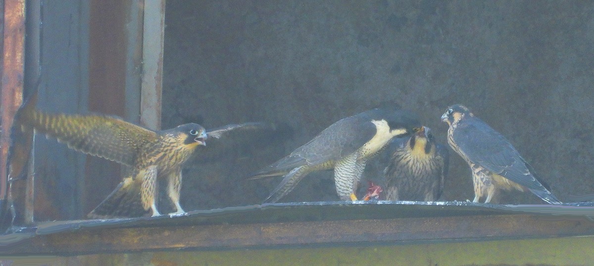 Peregrine Falcon - ML638068221