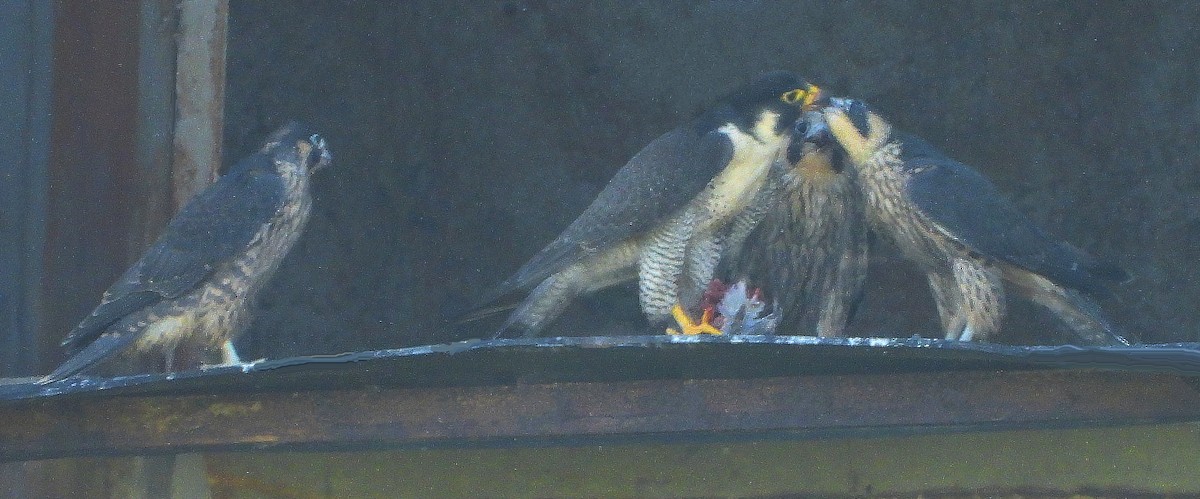 Peregrine Falcon - ML638068227