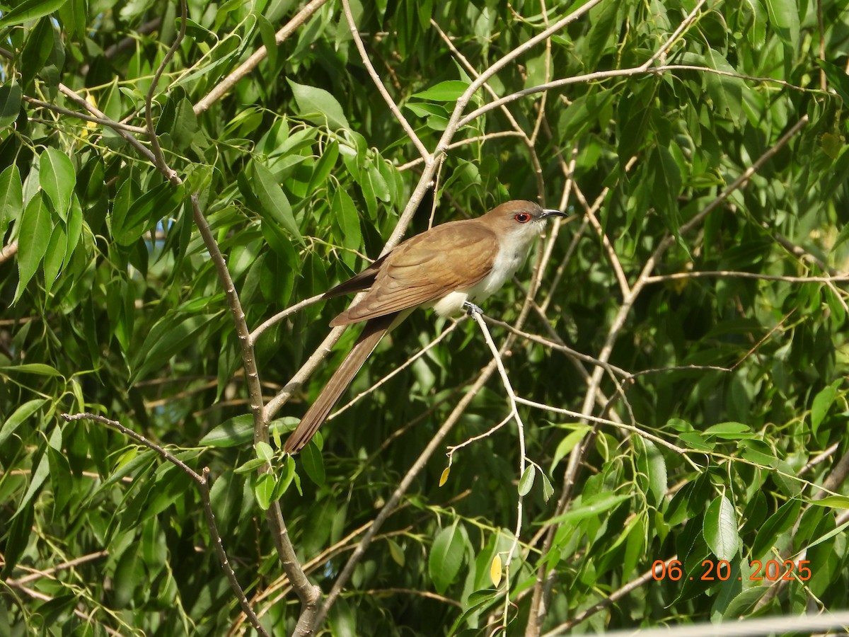 Cuculo occhirossi - ML638068258