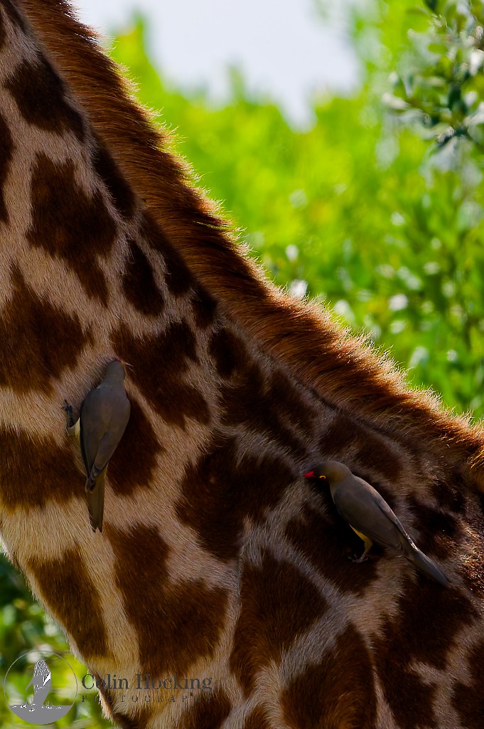 Red-billed Oxpecker - ML638068259