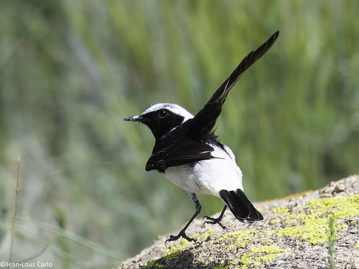Pied Wheatear - ML638068292
