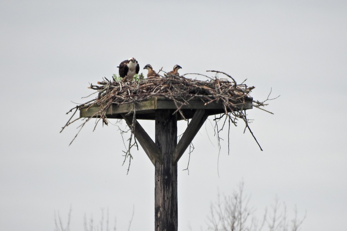 Osprey - ML638068353