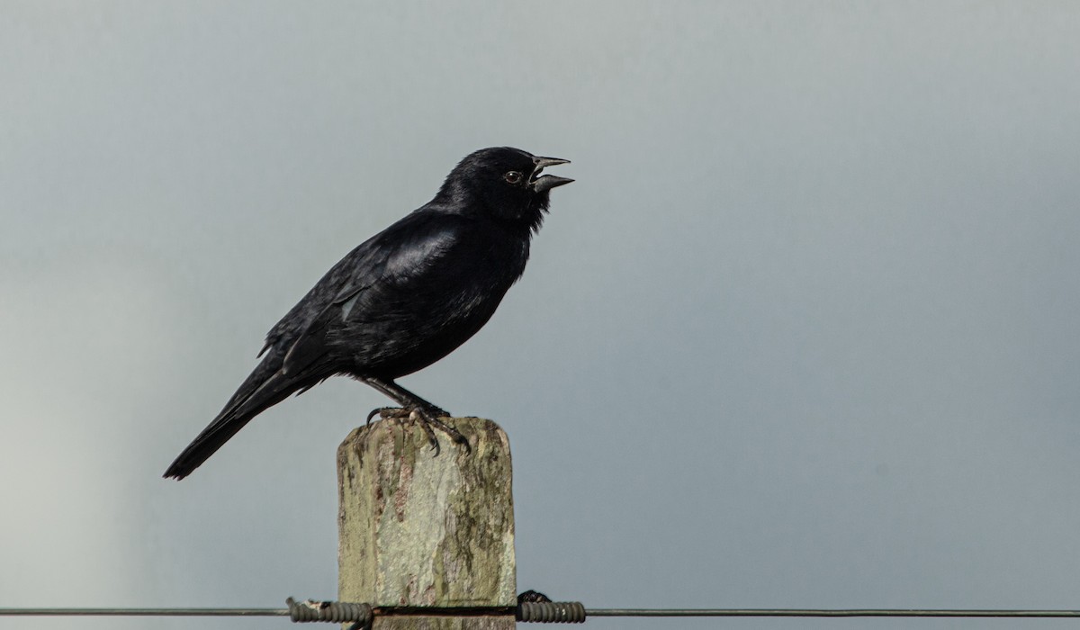 Screaming Cowbird - ML638068373