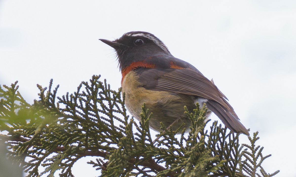 Collared Bush-Robin - ML638068407