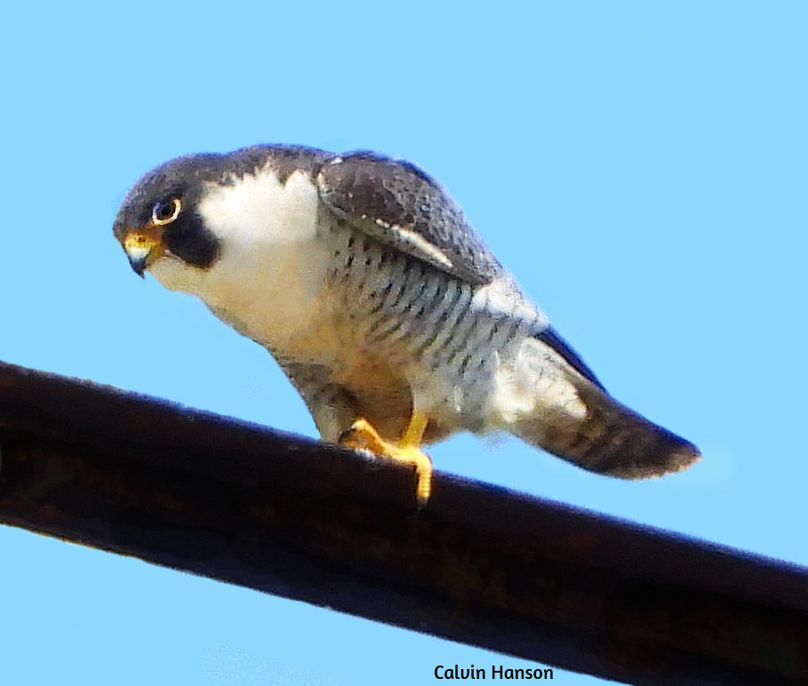 Peregrine Falcon - ML638068417