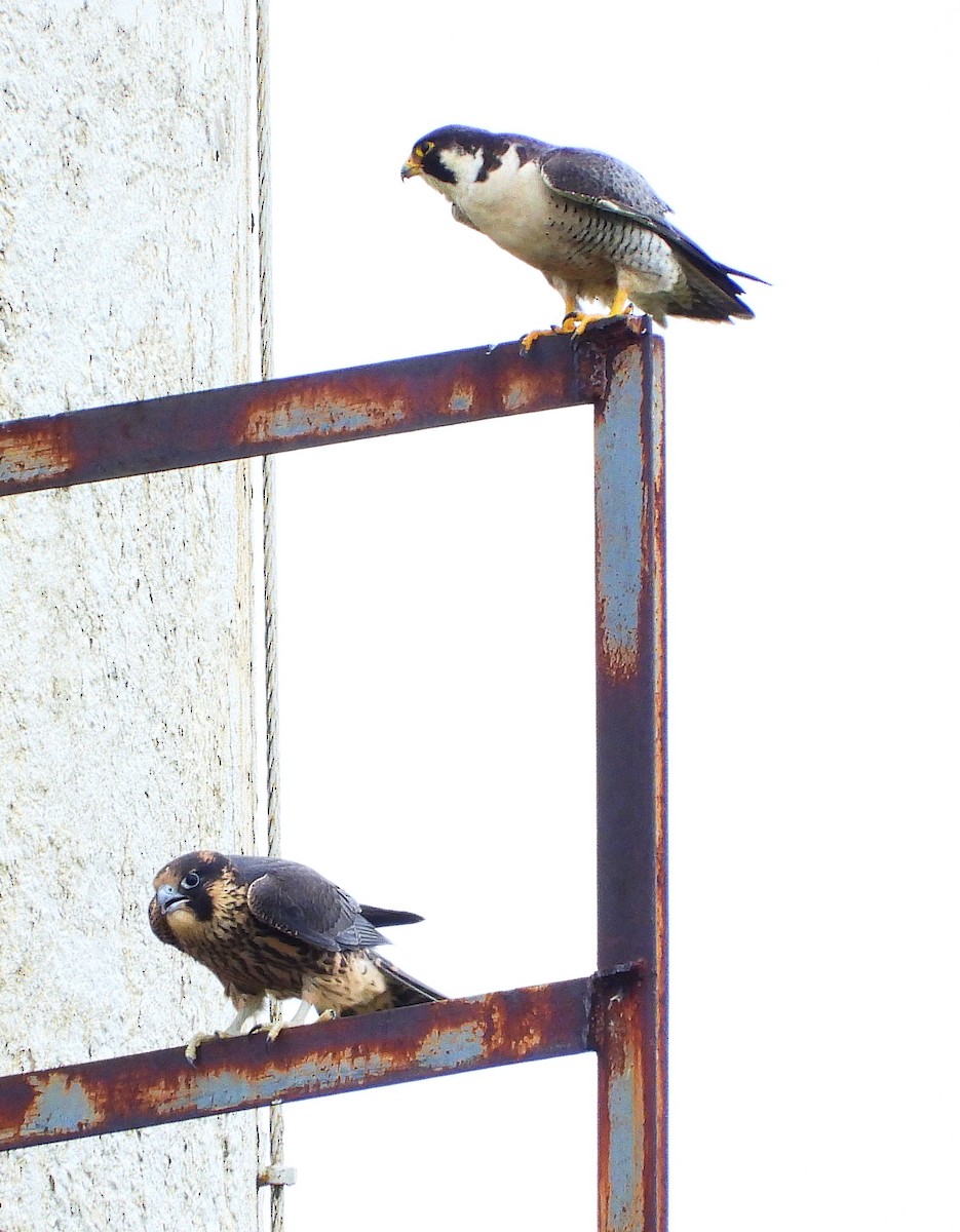 Peregrine Falcon - ML638068432