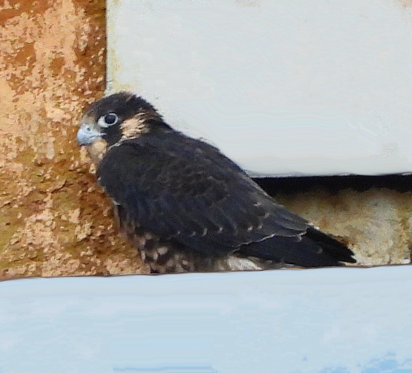 Peregrine Falcon - ML638068439