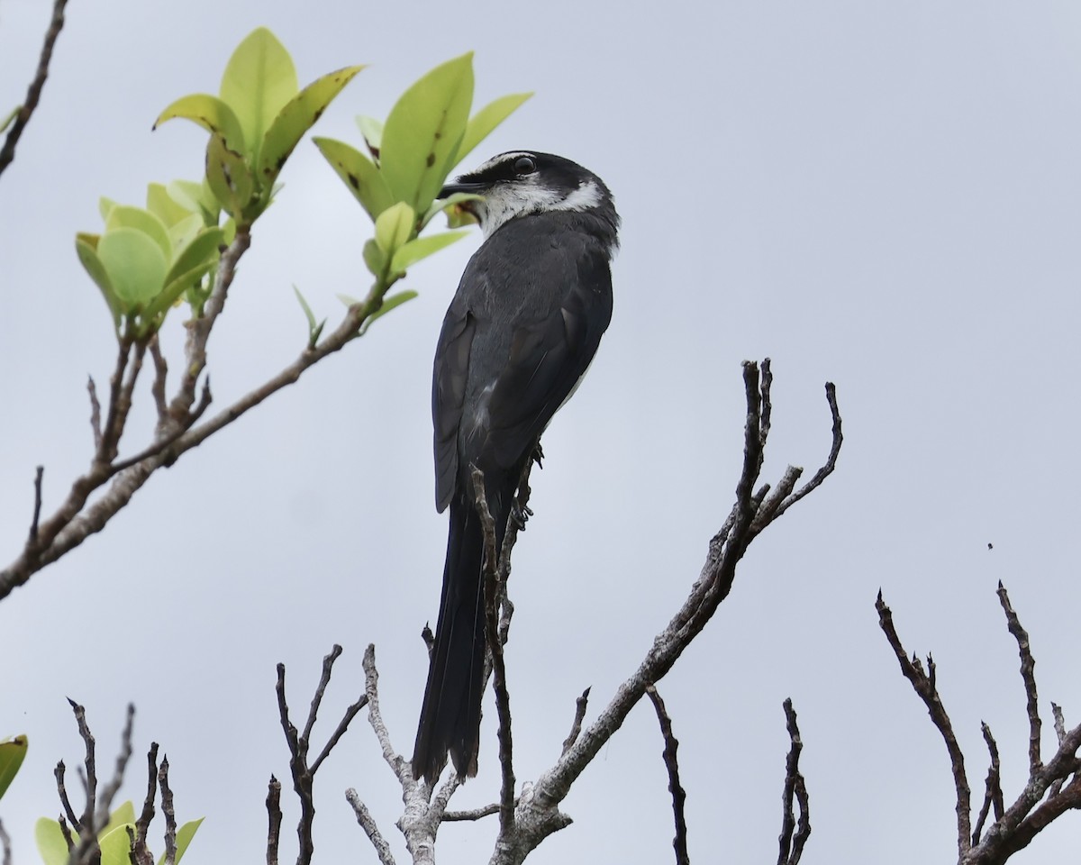 Ryukyu Minivet - ML638068443