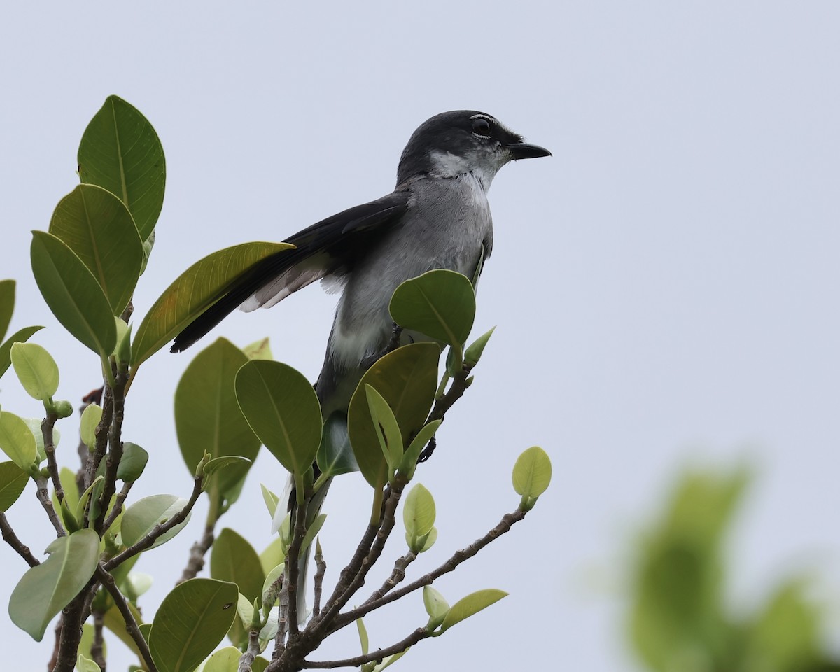 Ryukyu Minivet - ML638068444
