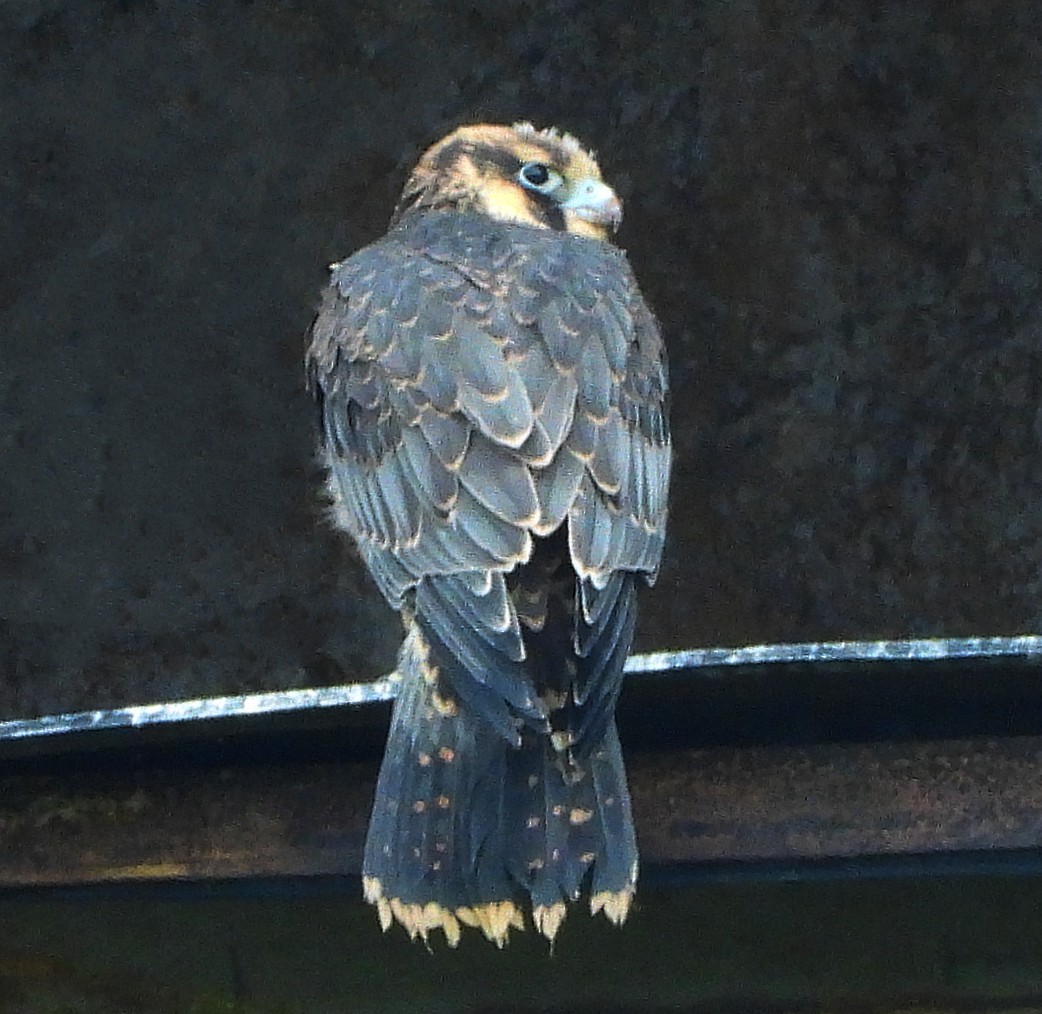 Peregrine Falcon - ML638068448