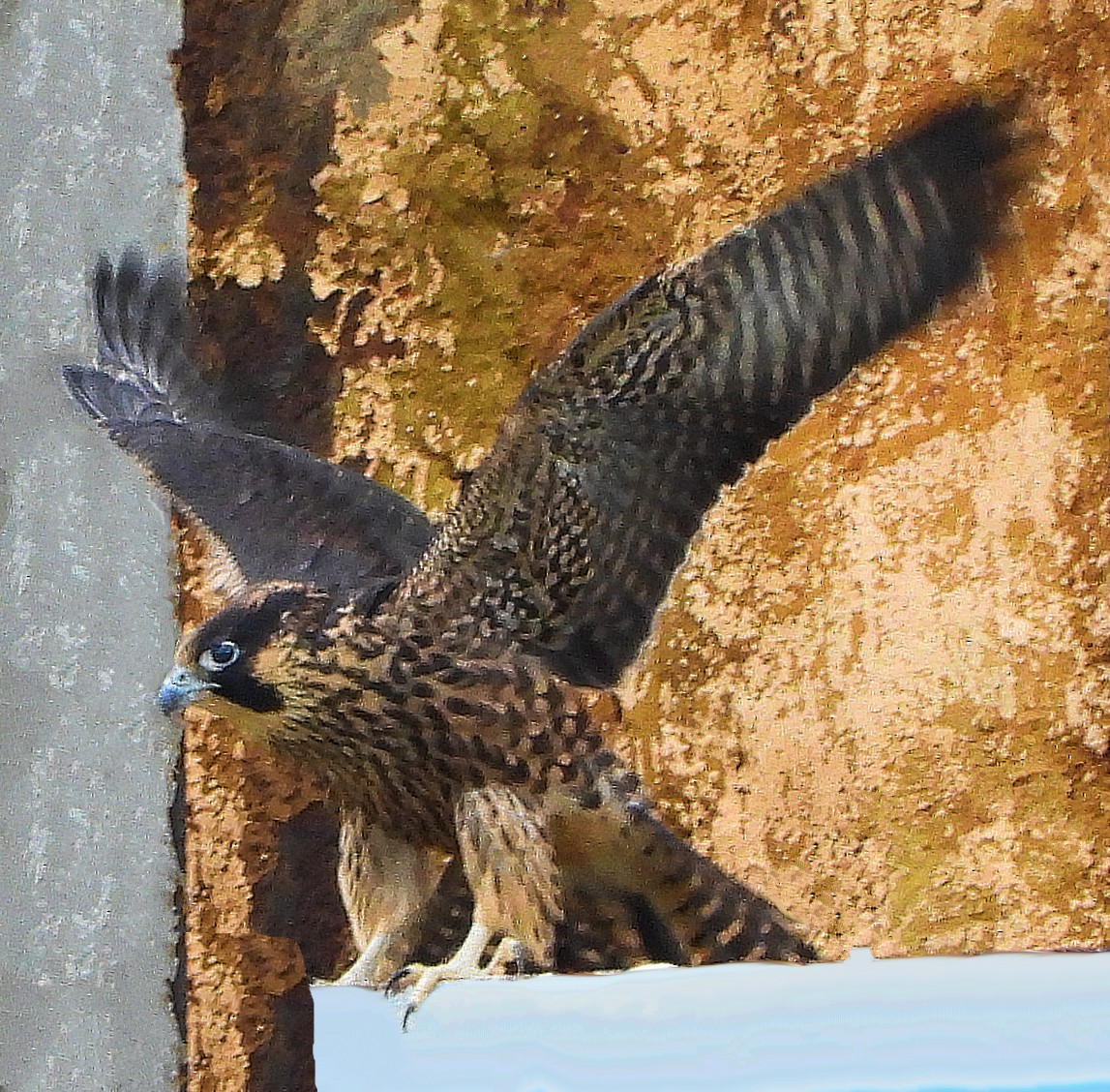 Peregrine Falcon - ML638068452