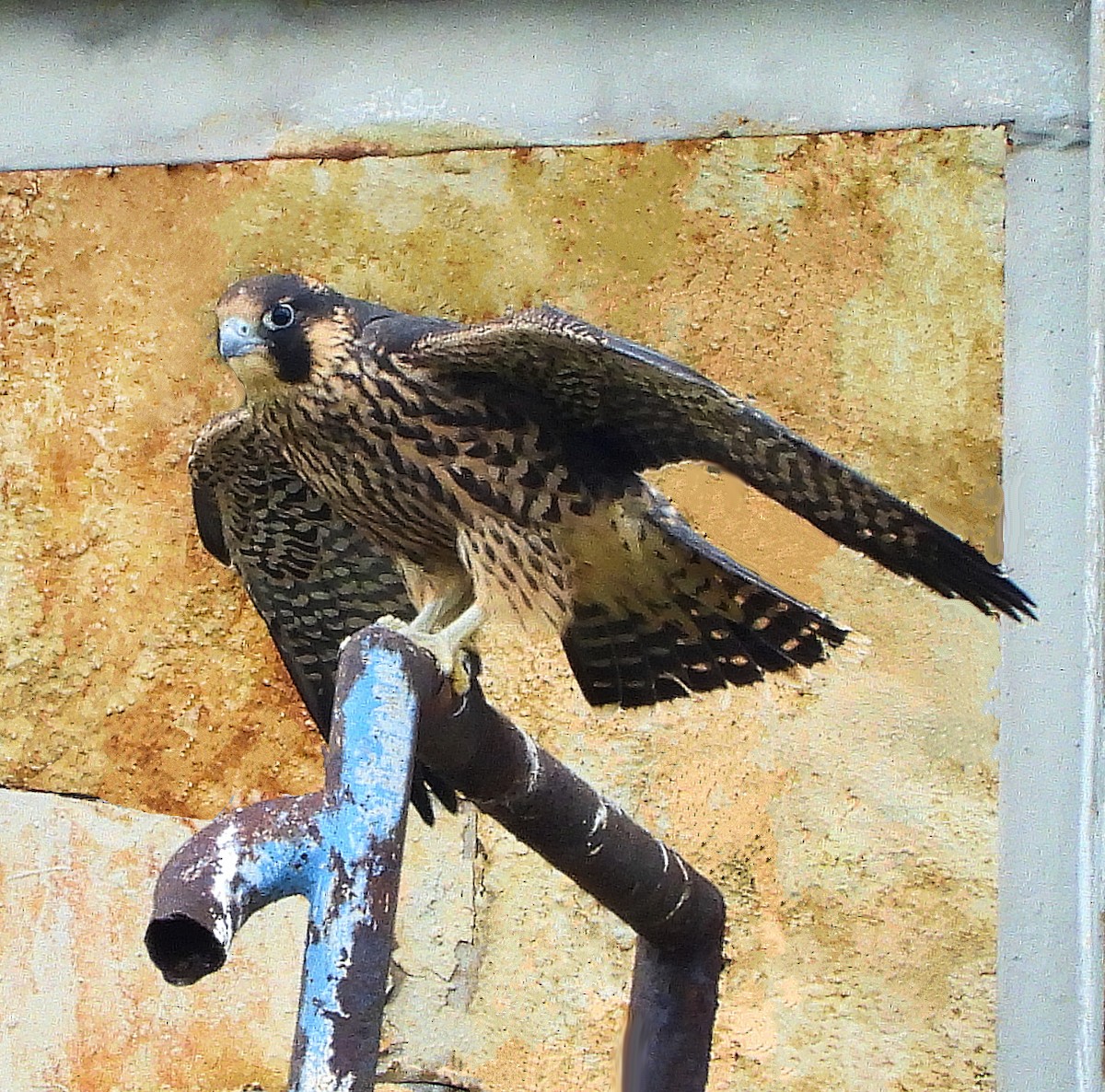 Peregrine Falcon - ML638068456