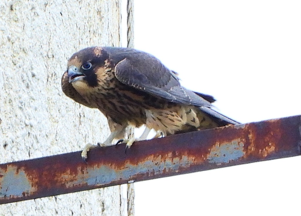 Peregrine Falcon - ML638068467