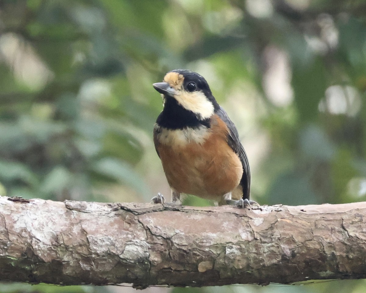 Varied Tit - ML638068468