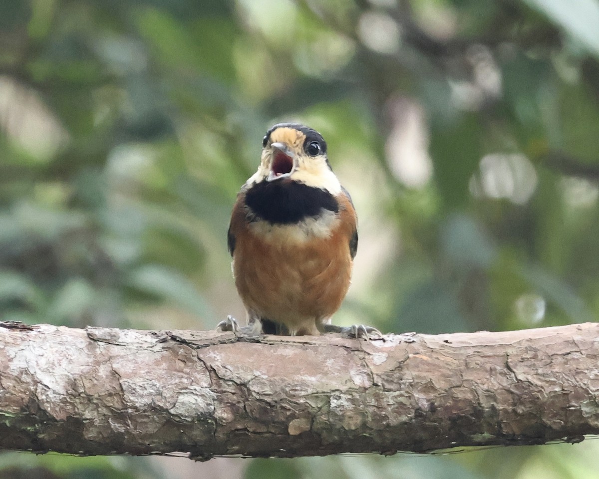 Varied Tit - ML638068469