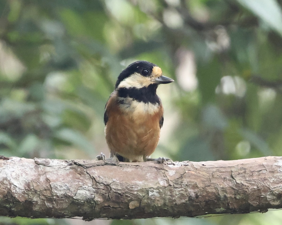 Varied Tit - ML638068470
