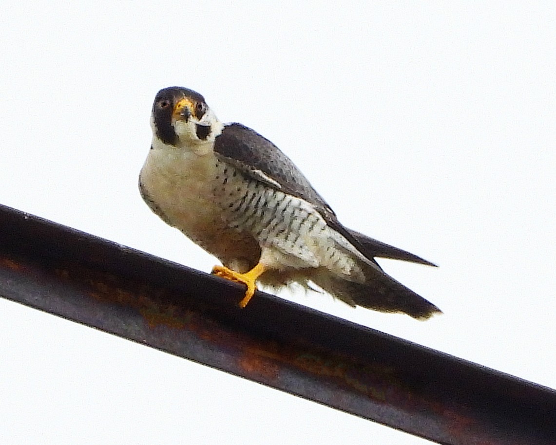 Peregrine Falcon - ML638068475