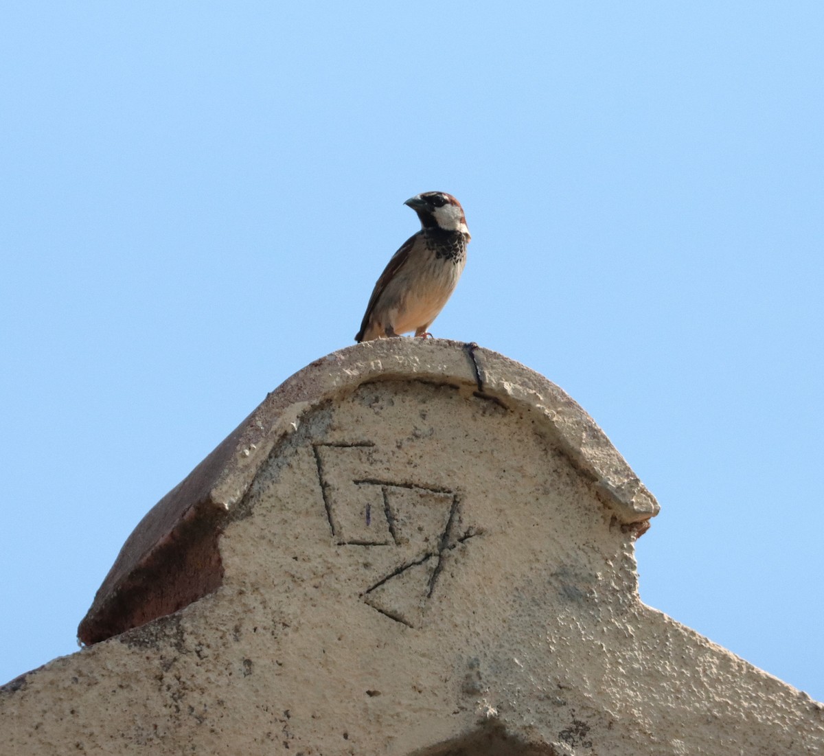 Italian Sparrow - ML638068523