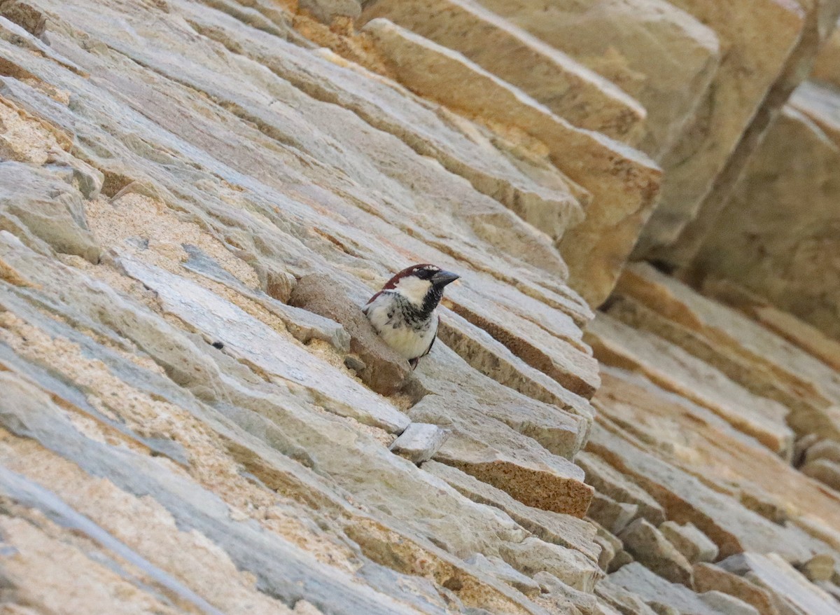 Italian Sparrow - ML638068524