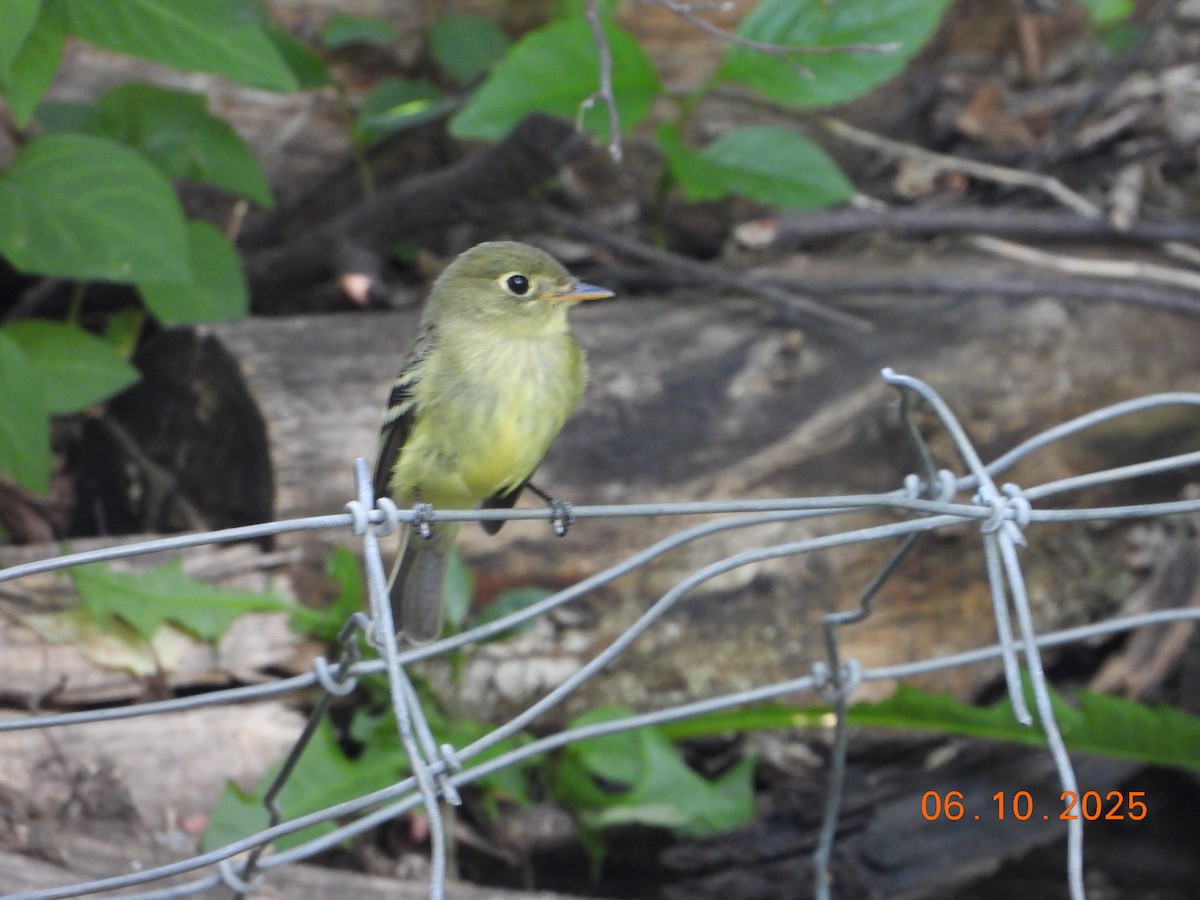 Yellow-bellied Flycatcher - ML638068547